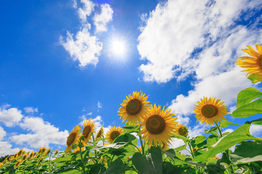 夏季休業期間のお知らせ